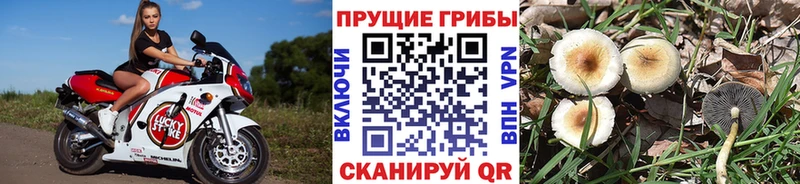Псилоцибиновые грибы мицелий Новая Ляля